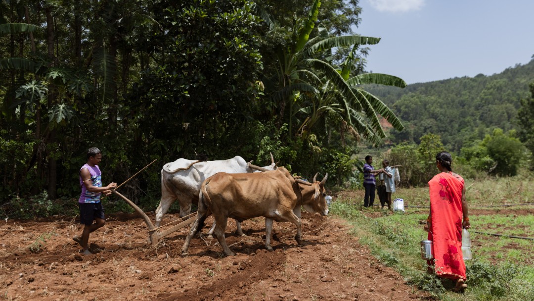 A field is worked with a plough pulled by two cows