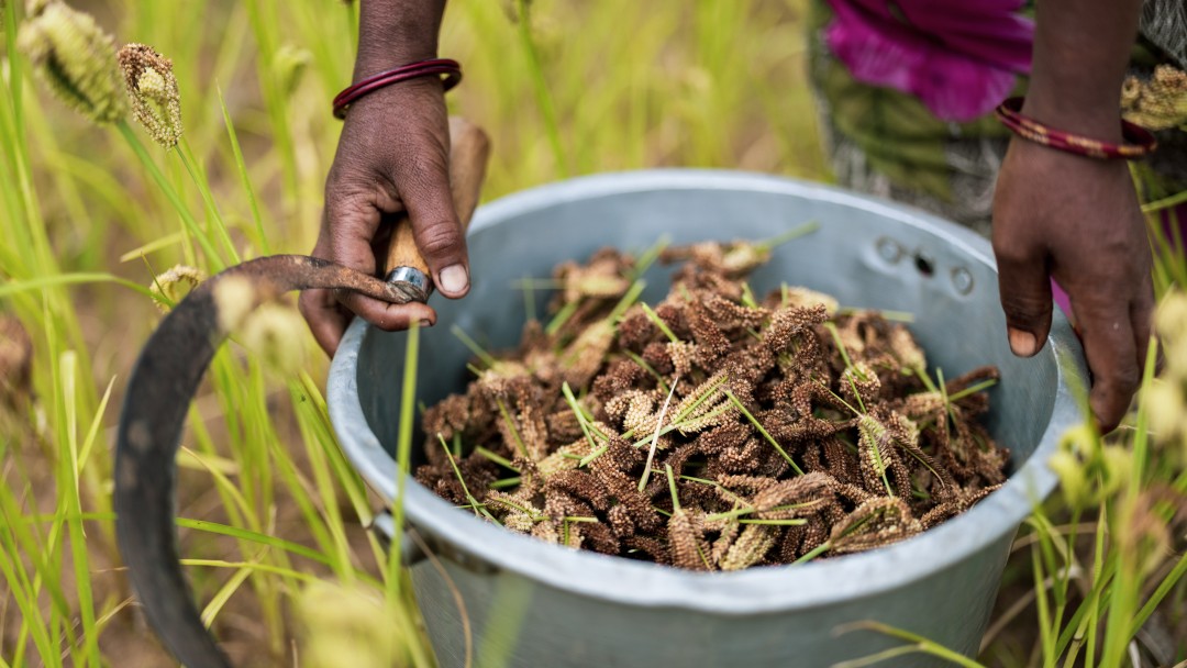 Close-up of a bucket full of harvest 