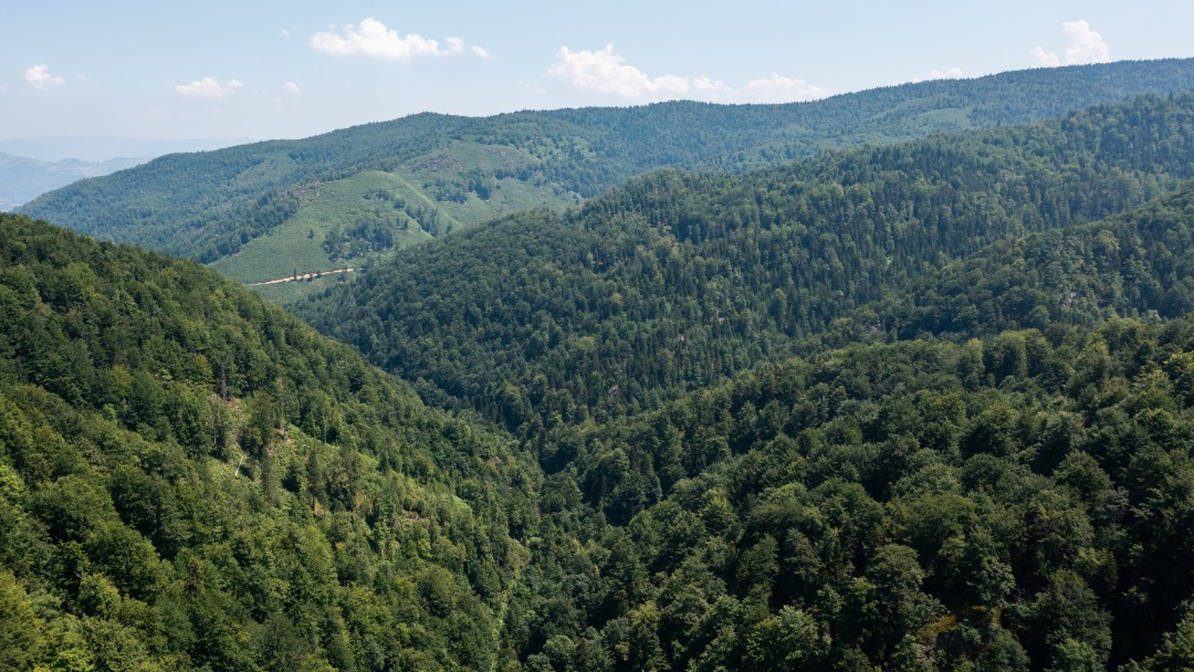 Von Wald bewachsene Berge