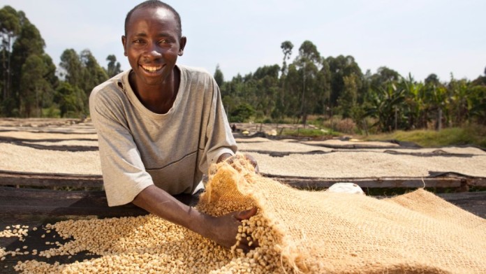 coffee, Kenya, Sub-saharan Africa