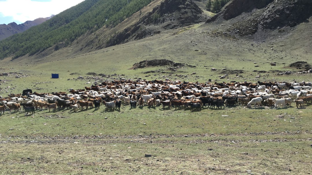 Herde auf mongolischer Steppe