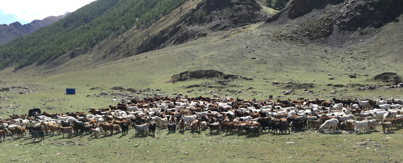 Herde auf mongolischer Steppe