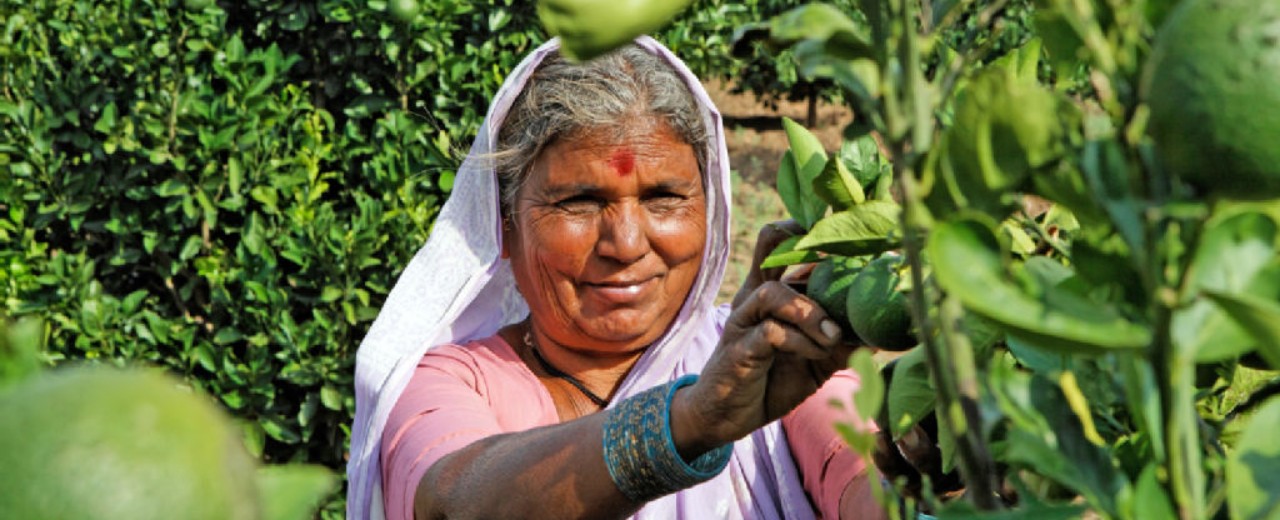 An Indian farmer harvests the fruits from a tree