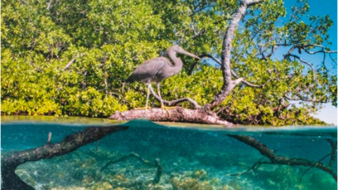 Mangrovenwald im Wasser