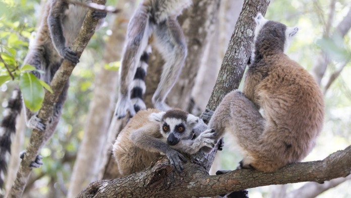 Lemuren sitzen auf einem Baum 