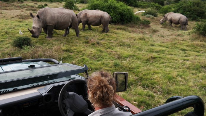 View of three rhinos from a safari jeep