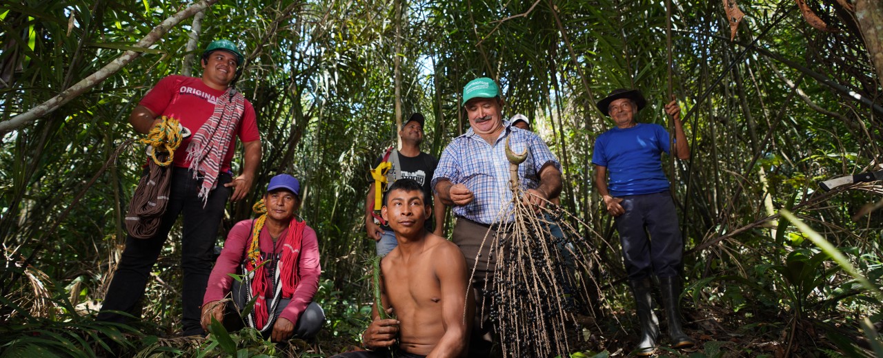 Men stand in the forest with climbing equipment and harvested acai berries.