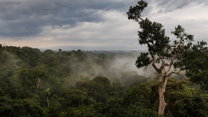 Baum im Fokus, im Hintergrund Wald in Ecuador.