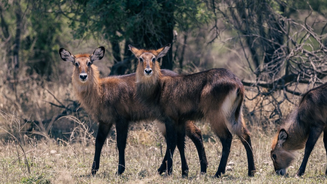 Wasserböcke im Serengeti Park.