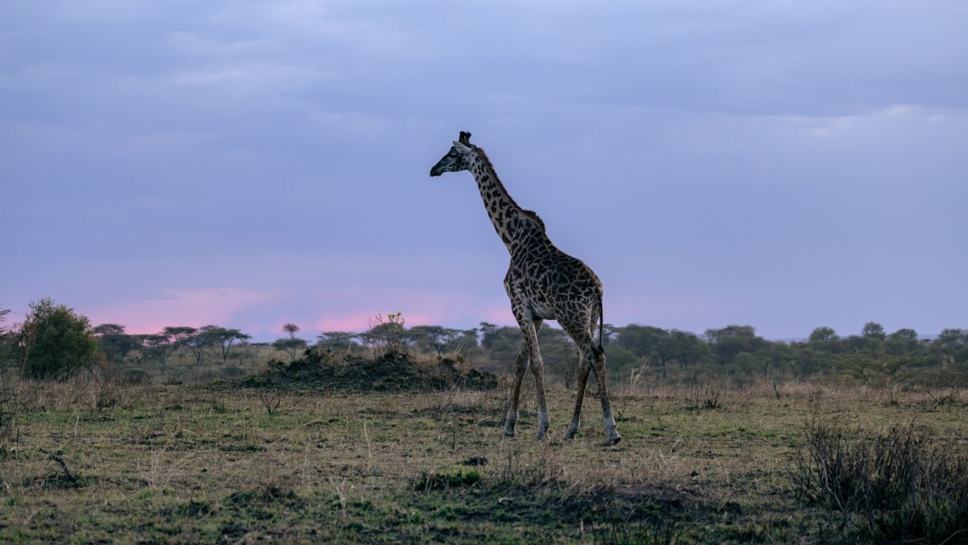 A giraffe in the Serengeti national park.