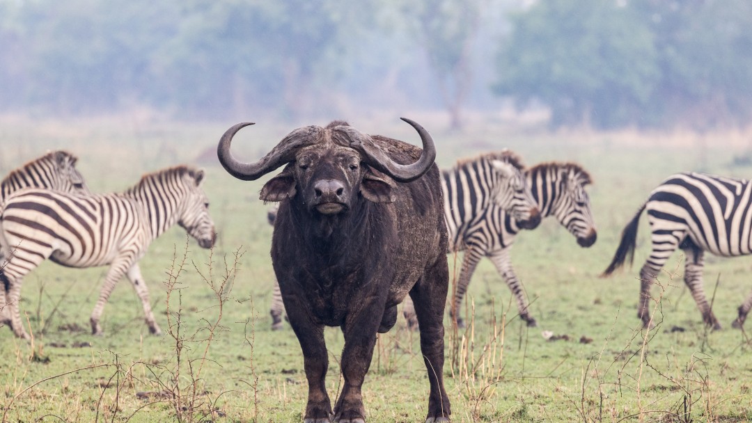 An African buffalo grazes with zebras.