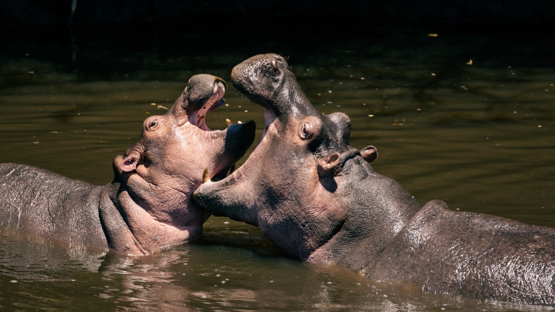 Hippos are playing in the water.