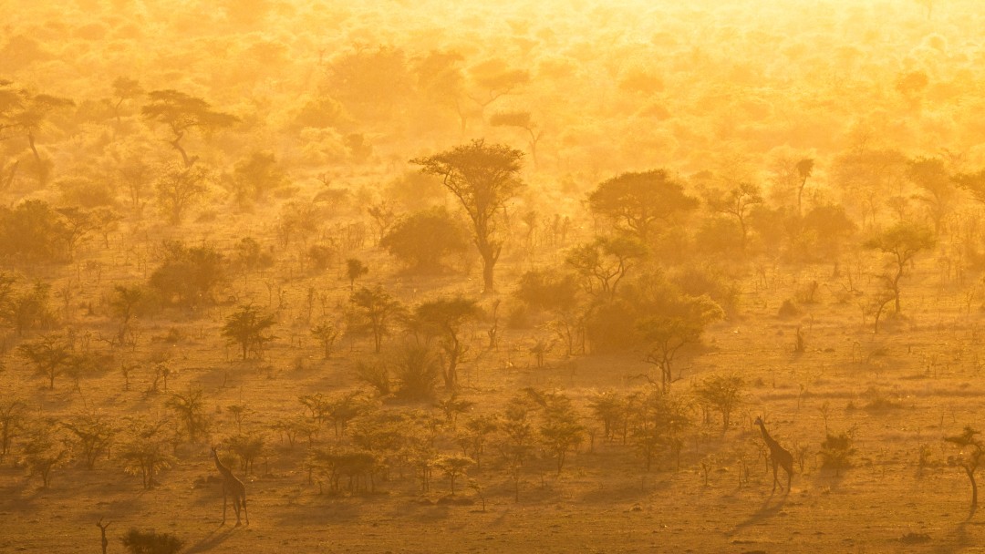 Trees and giraffes in the sunrise.