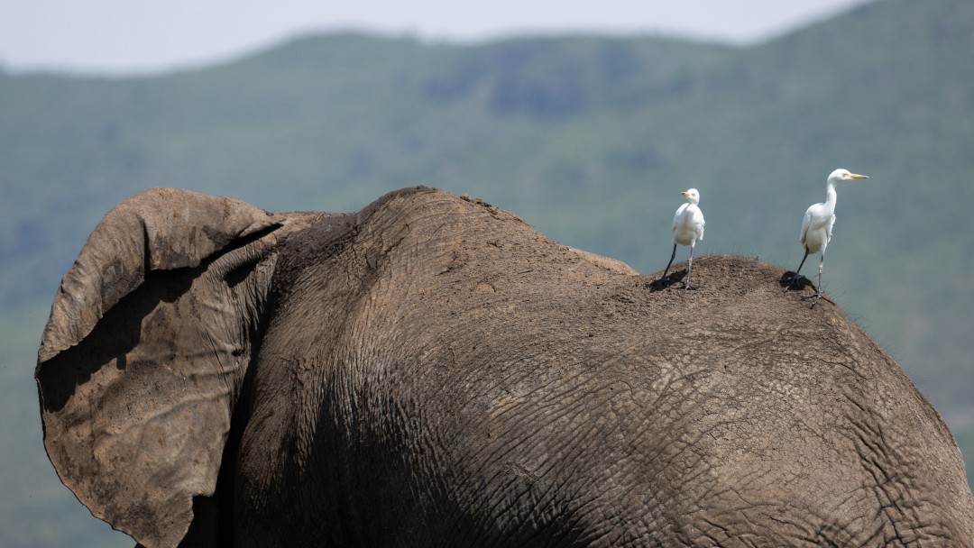 Two birds are sitting on an elephant.