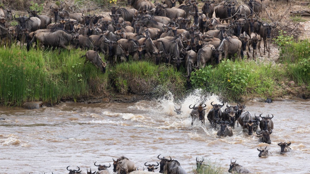 A herd of gnus is crossing a river