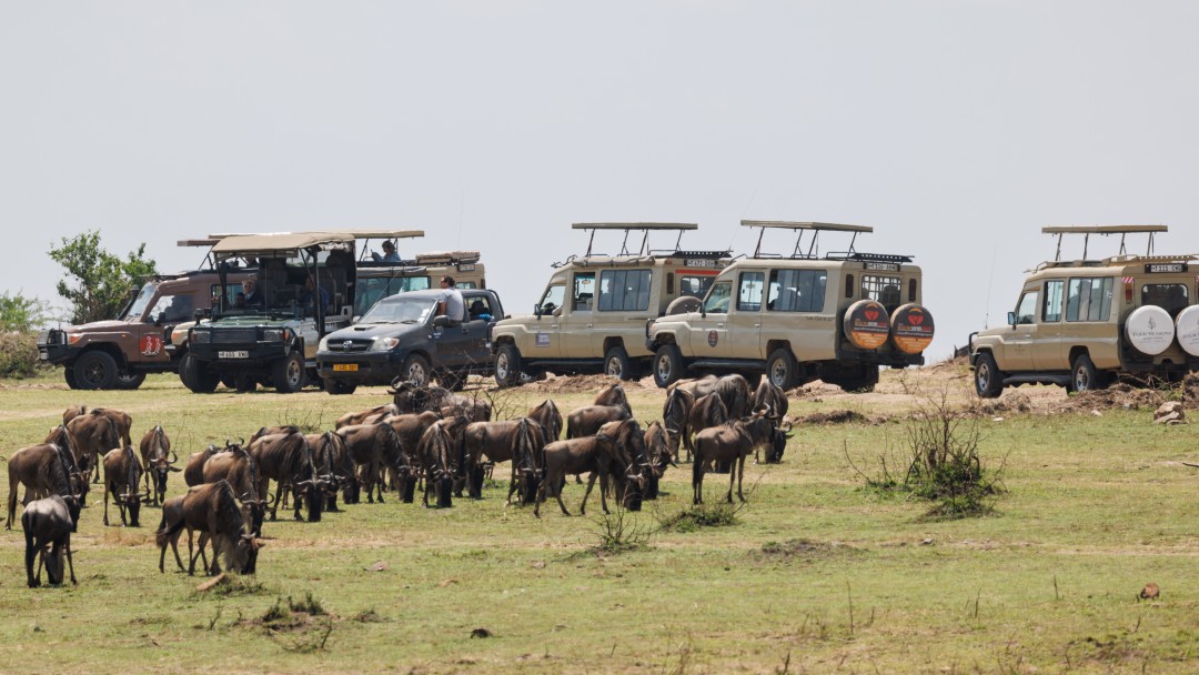 Eine Herde Gnus und Safari-Autos am Mara Fluss.