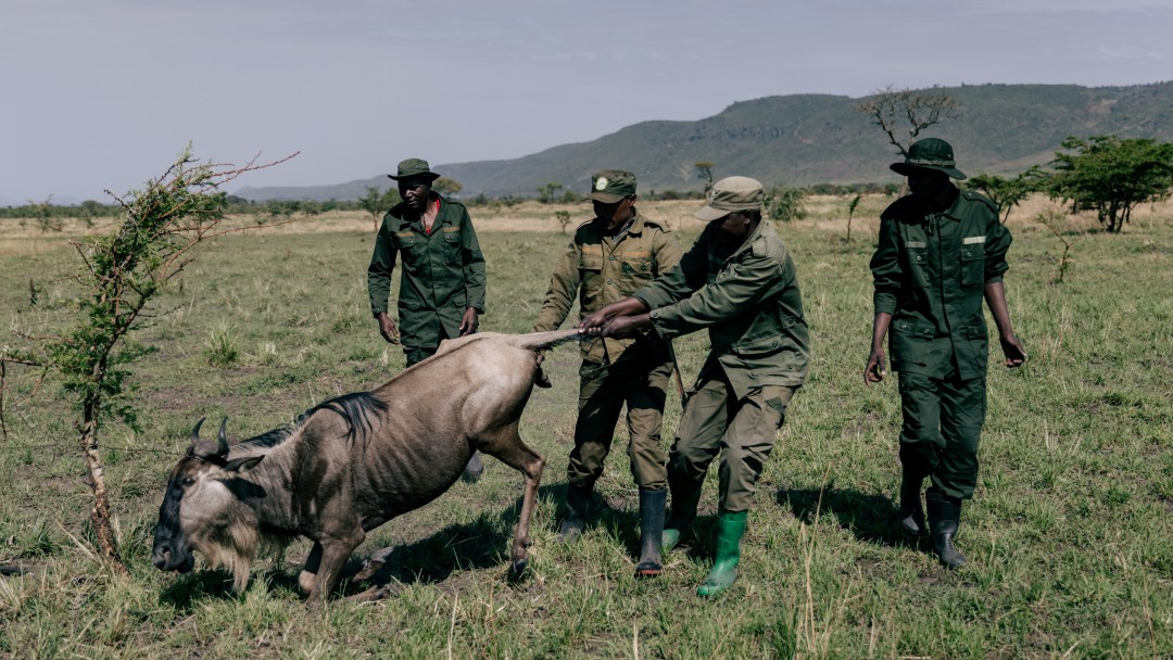 Männer befreien ein Gnu aus einer Drahtschlinge.