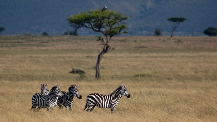 Zebras in the Savannah