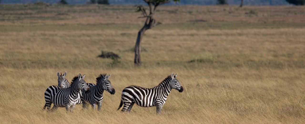 Zebras im Serengeti-Park.