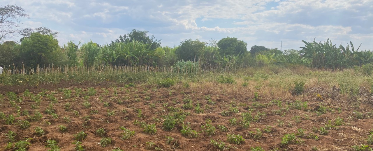 Bebautes Feld in Sambia