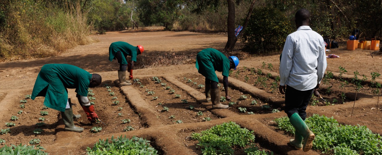 Farmers planting